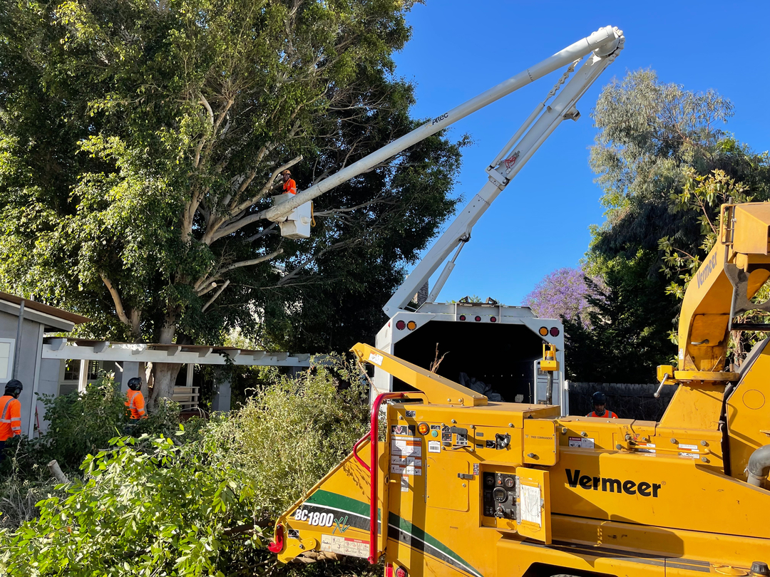 Higuera Tree Care - Pacific Beach - San Diego, CA