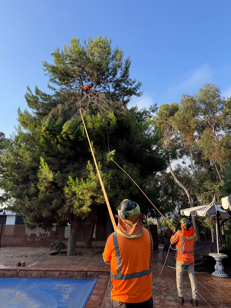 Higuera Tree Care - Pacific Beach - San Diego, CA