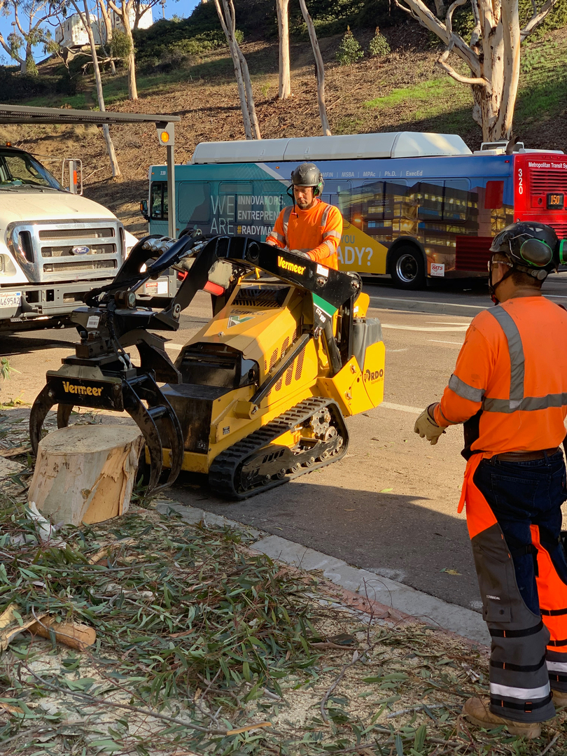 Higuera Tree Care - Pacific Beach - San Diego, CA