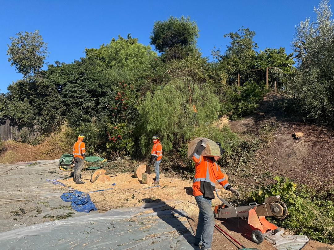 Higuera Tree Care - Pacific Beach - San Diego, CA