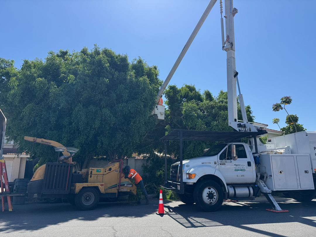 Higuera Tree Care - Pacific Beach - San Diego, CA