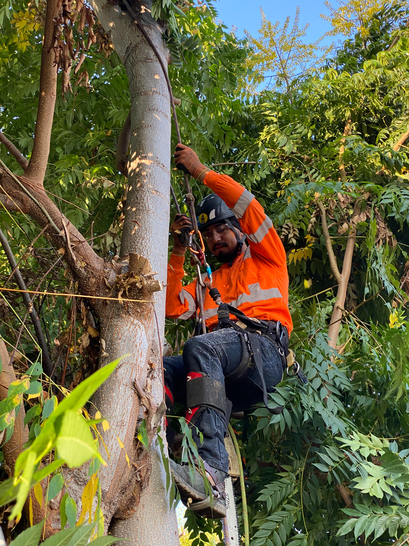 Higuera Tree Care - Pacific Beach - San Diego, CA