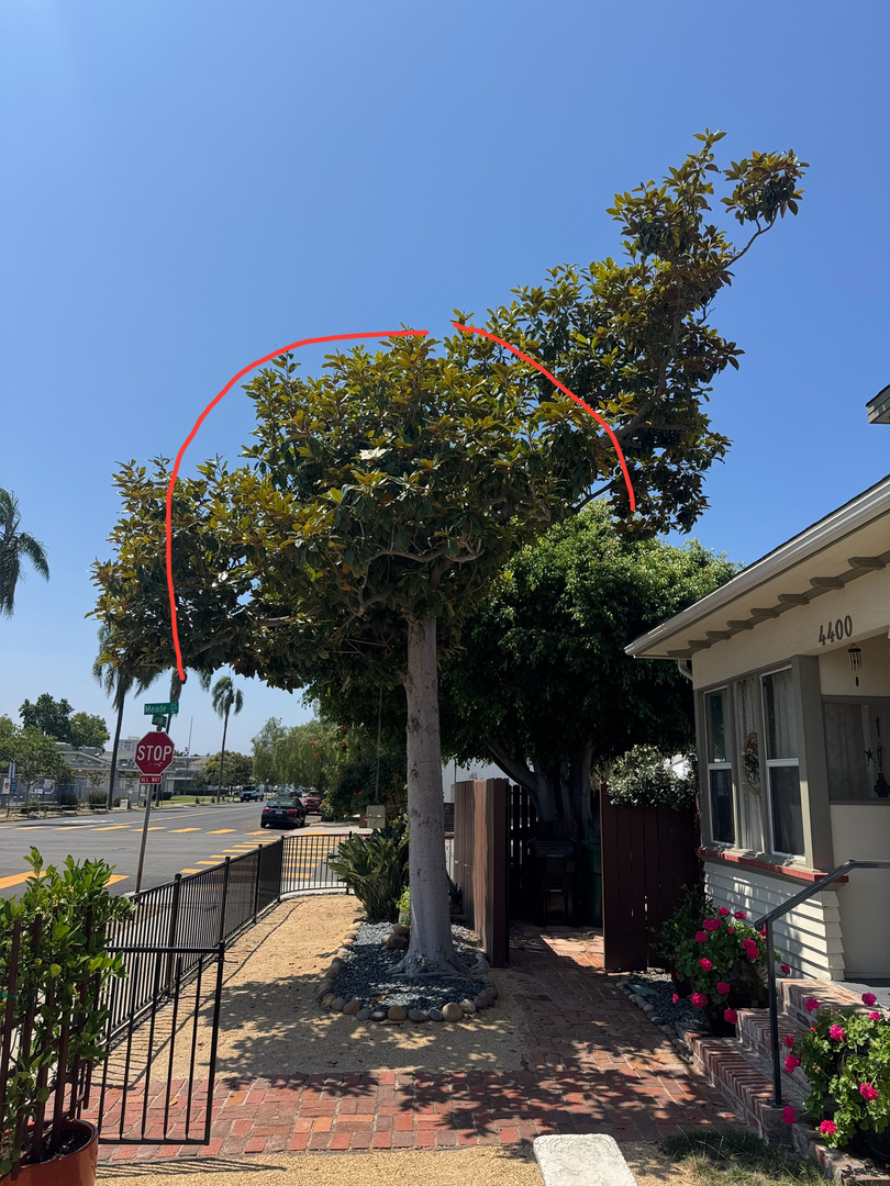 Higuera Tree Care - Pacific Beach - San Diego, CA