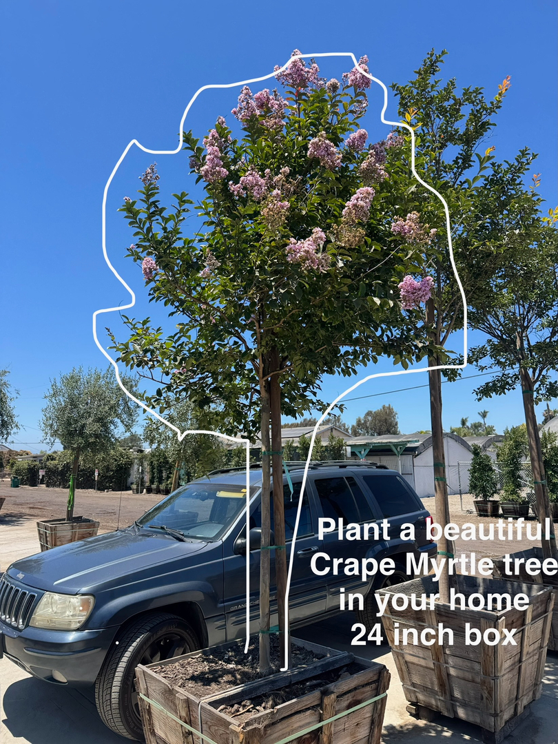 Higuera Tree Care - Pacific Beach - San Diego, CA