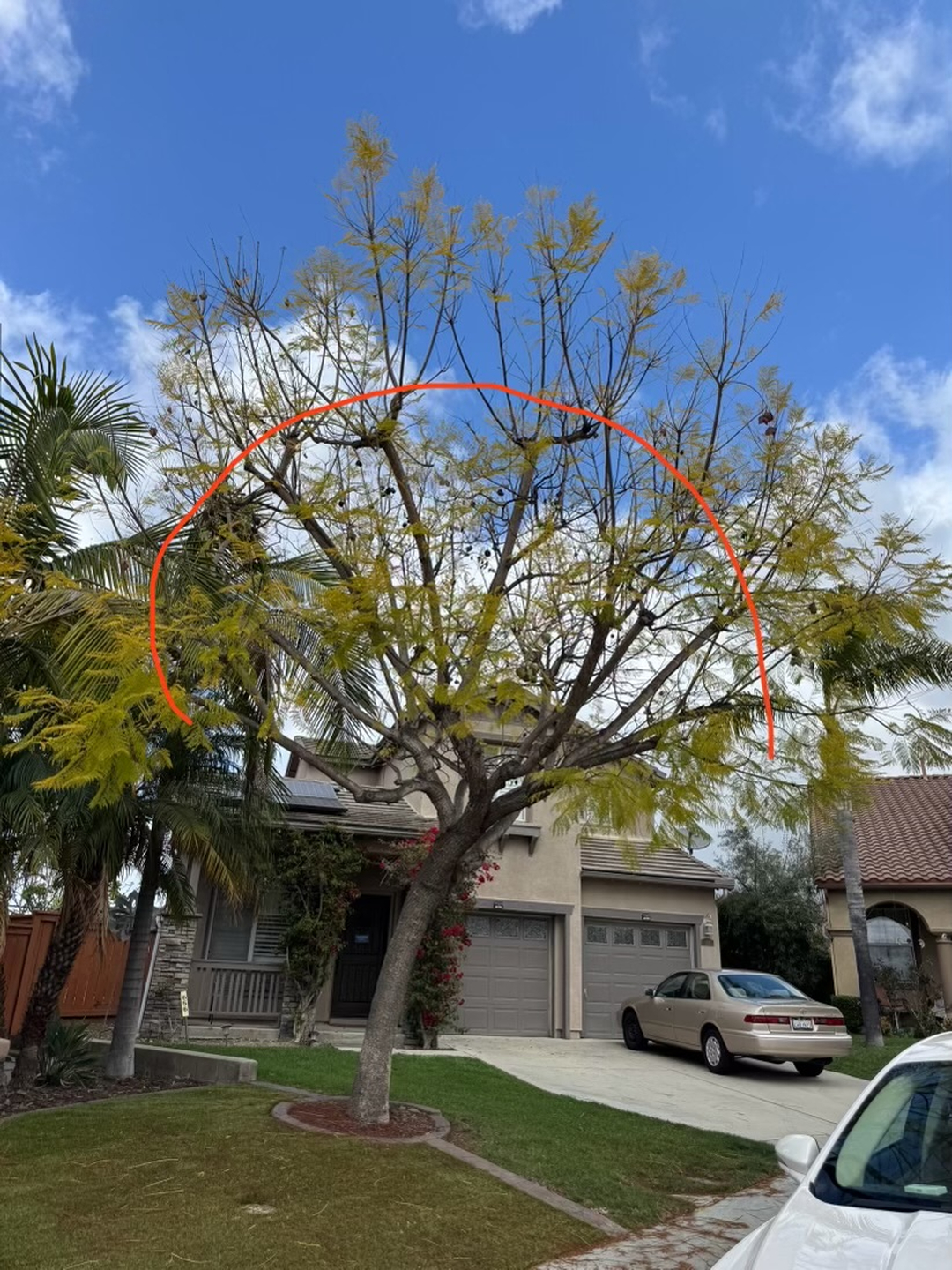 Higuera Tree Care - Pacific Beach - San Diego, CA