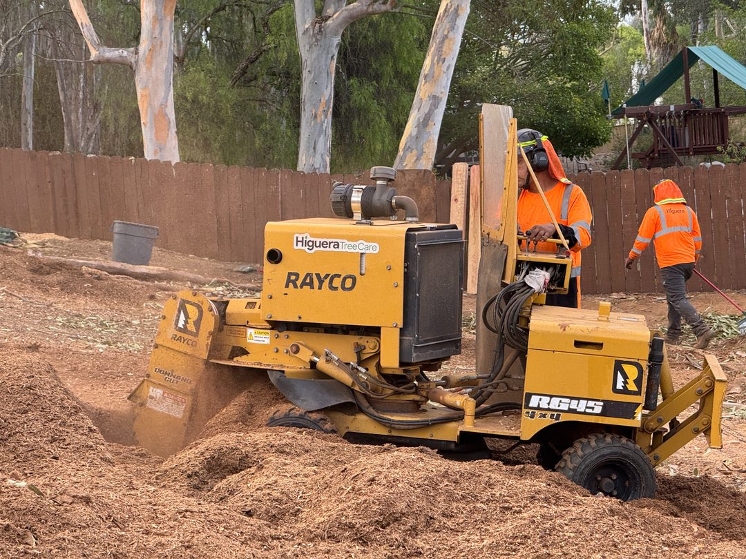 Higuera Tree Care - Pacific Beach - San Diego, CA