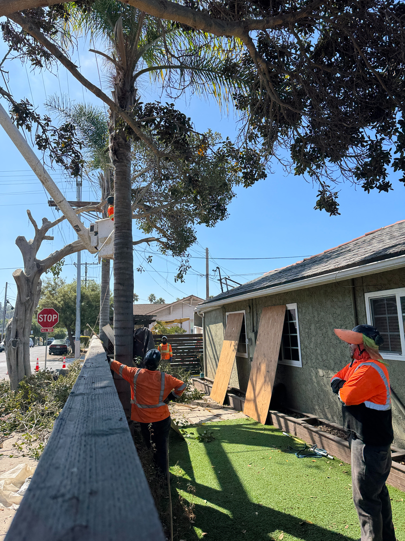 Higuera Tree Care - Pacific Beach - San Diego, CA
