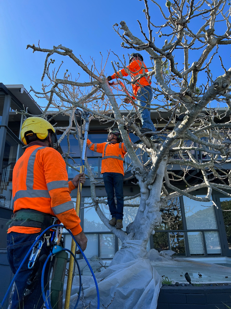 Higuera Tree Care - Pacific Beach - San Diego, CA