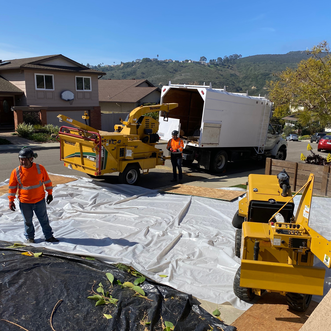 Higuera Tree Care - Pacific Beach - San Diego, CA