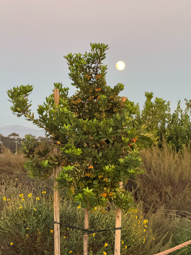 Higuera Tree Care - Pacific Beach - San Diego, CA