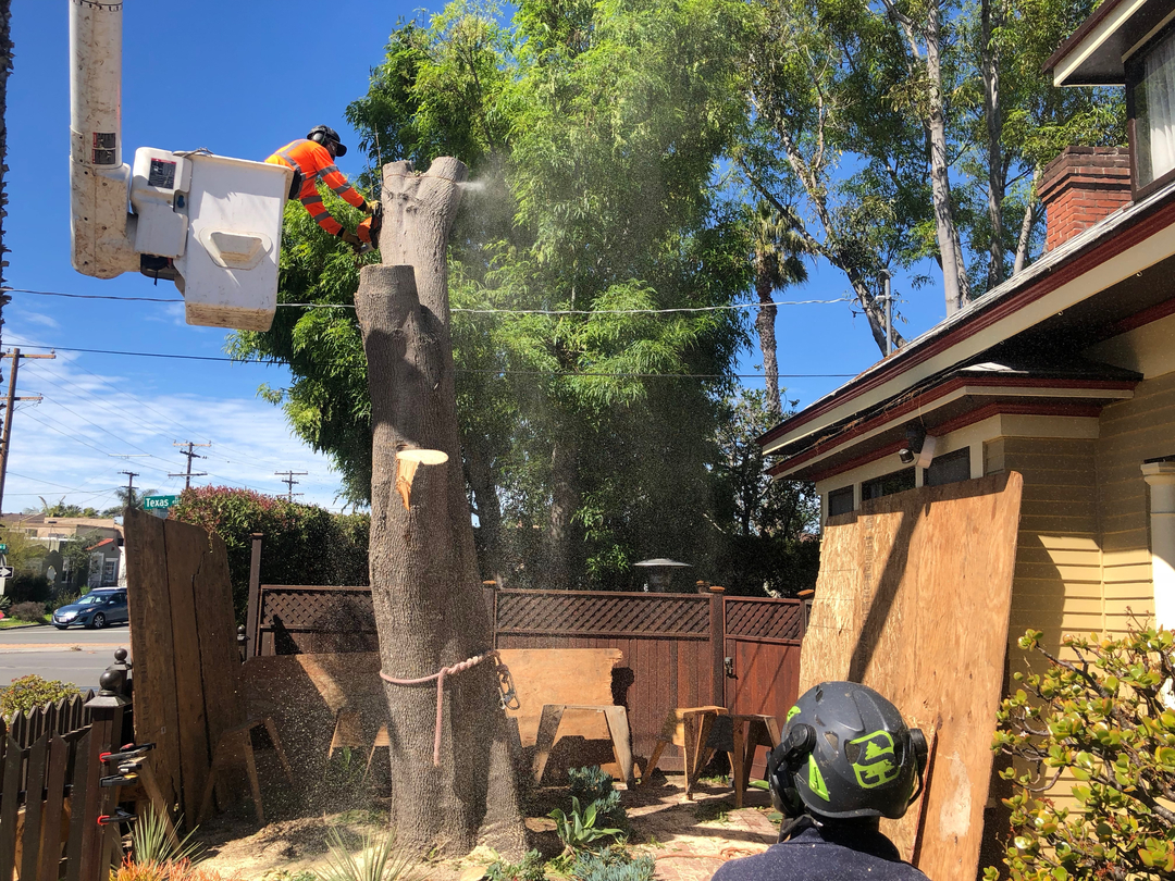 Higuera Tree Care - Pacific Beach - San Diego, CA