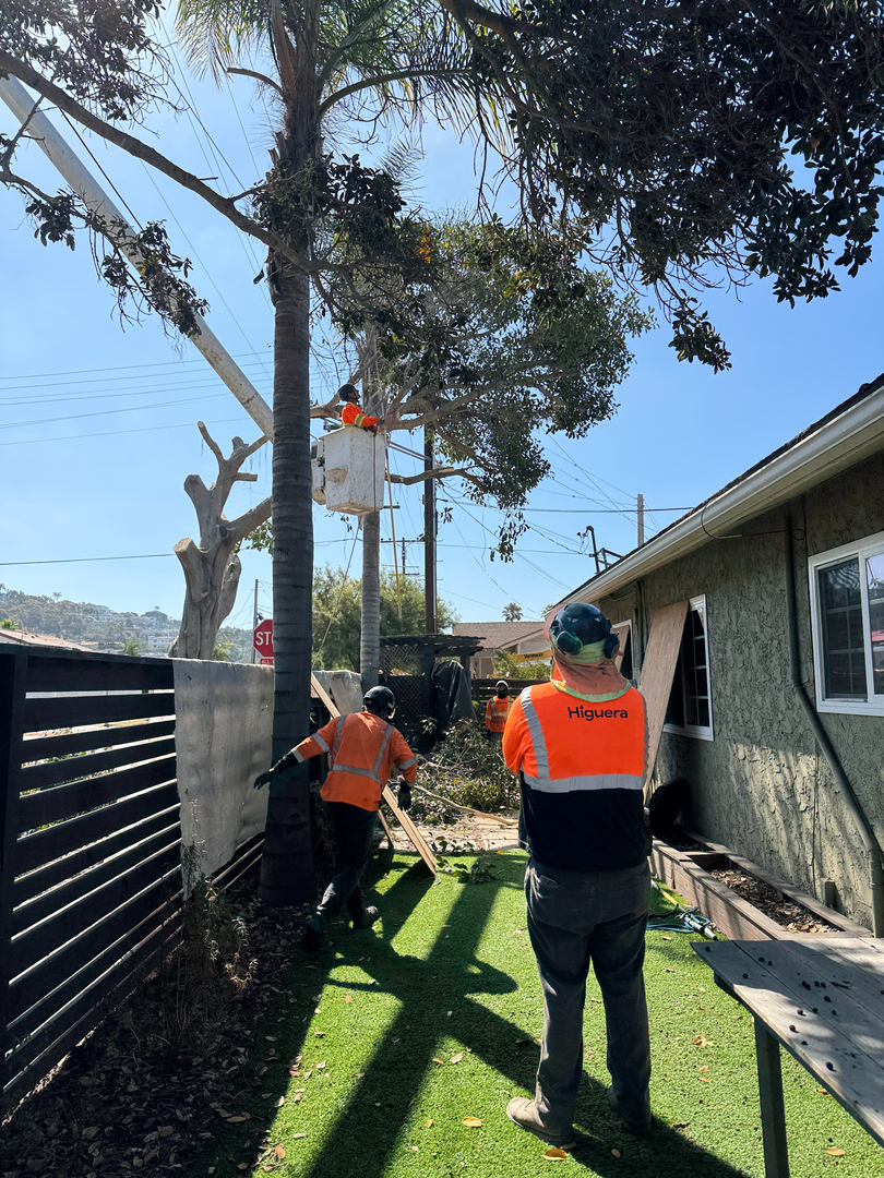 Higuera Tree Care - Pacific Beach - San Diego, CA