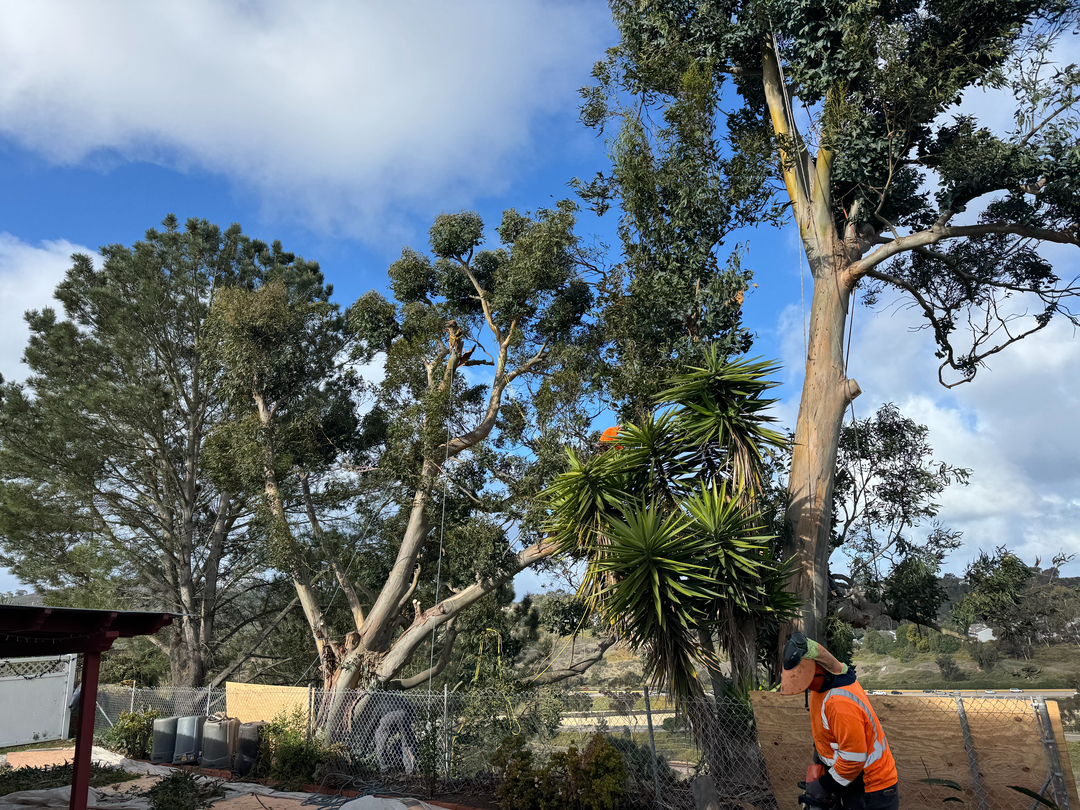 Higuera Tree Care - Pacific Beach - San Diego, CA