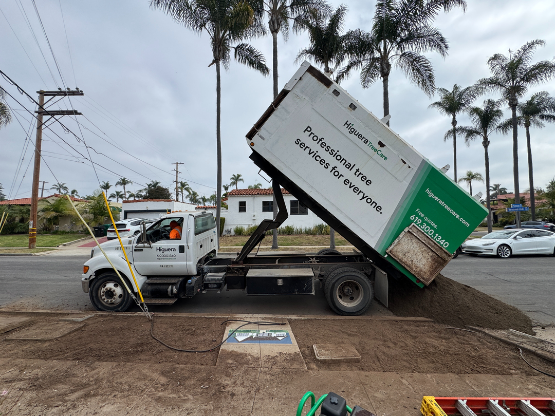 Higuera Tree Care - Pacific Beach - San Diego, CA