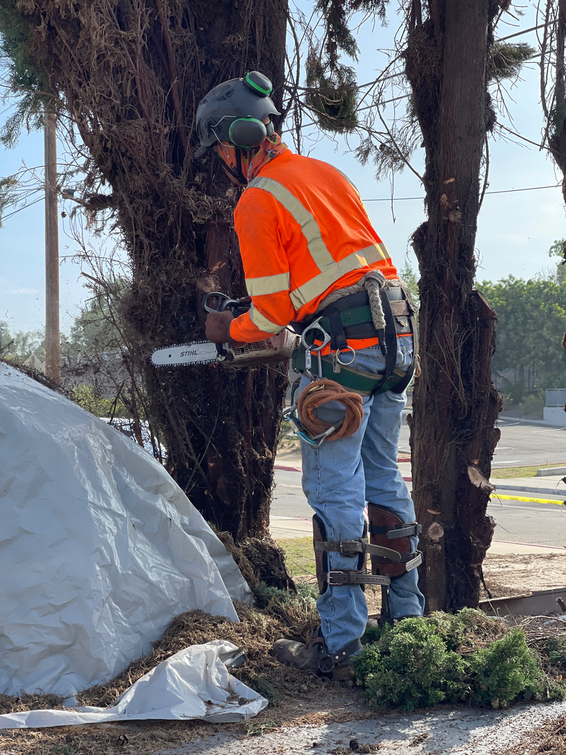 Higuera Tree Care - Pacific Beach - San Diego, CA