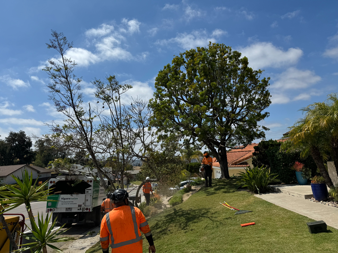 Higuera Tree Care - Pacific Beach - San Diego, CA