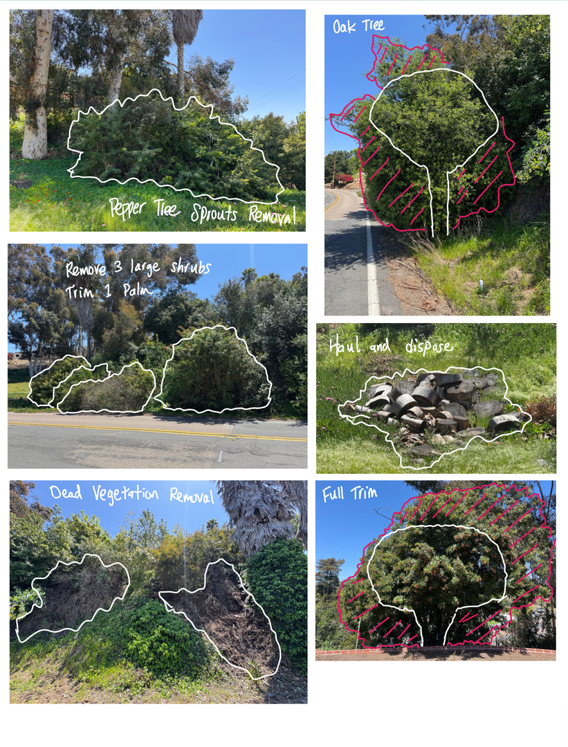Higuera Tree Care - Pacific Beach - San Diego, CA