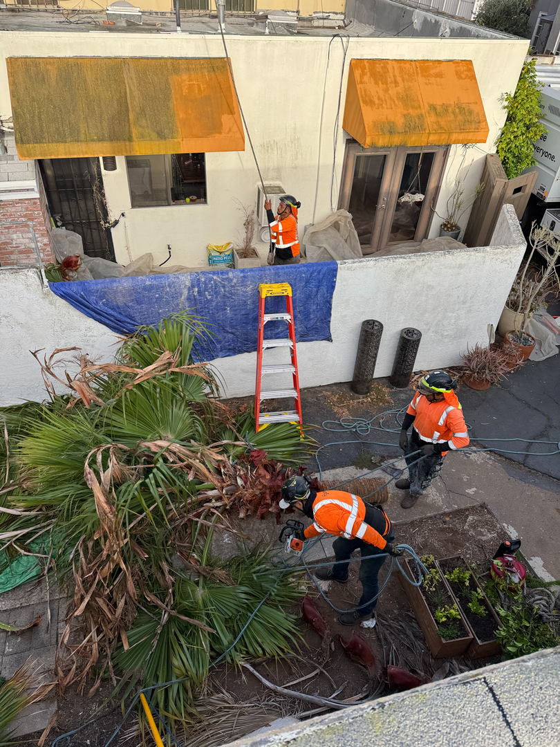 Higuera Tree Care - Pacific Beach - San Diego, CA