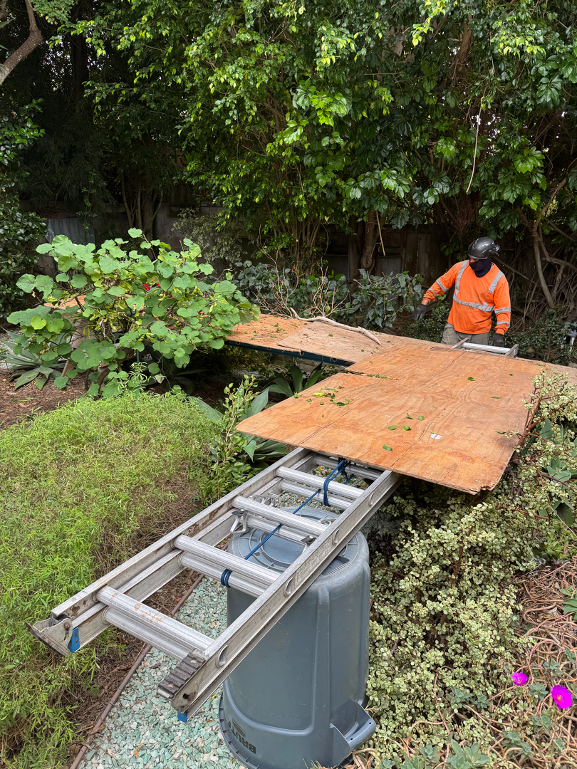 Higuera Tree Care - Pacific Beach - San Diego, CA