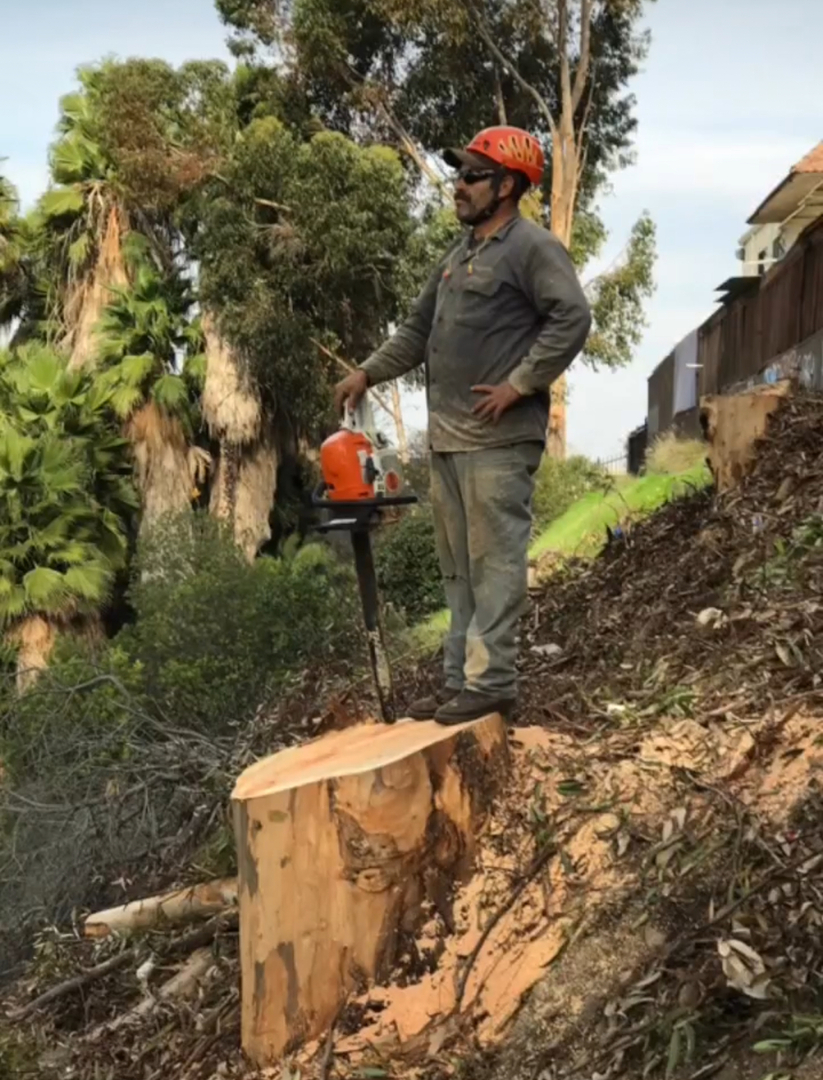 Higuera Tree Care - Pacific Beach - San Diego, CA