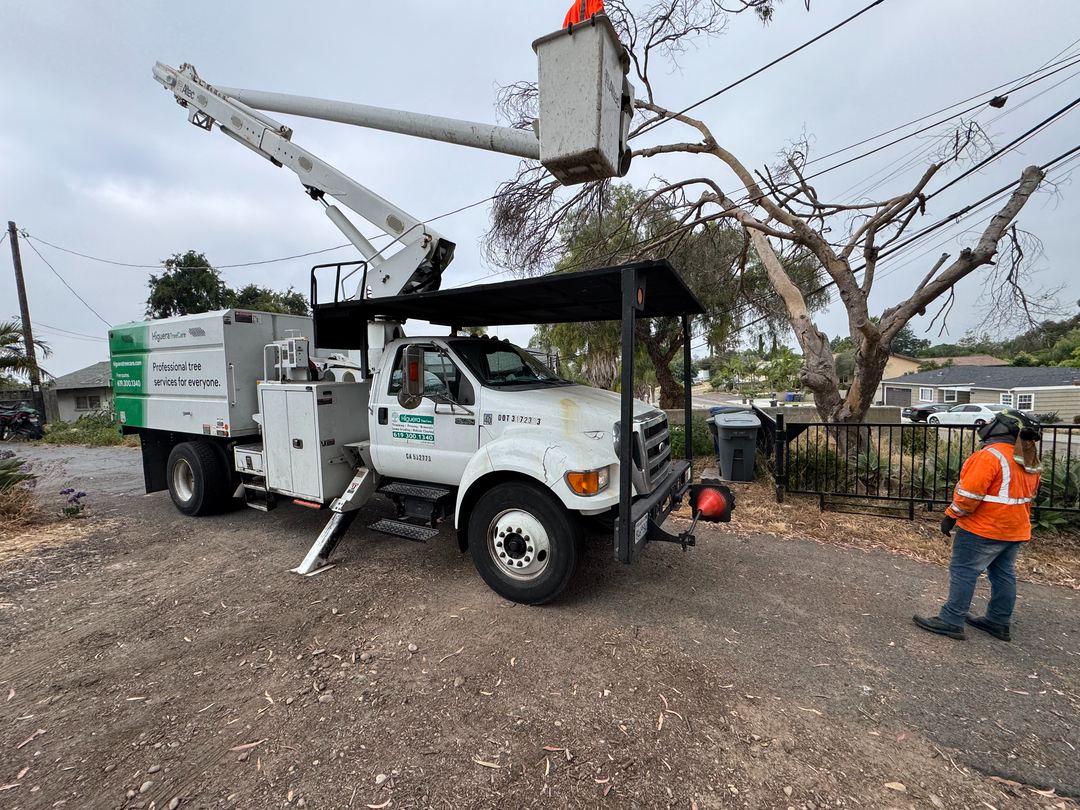 Higuera Tree Care - Pacific Beach - San Diego, CA