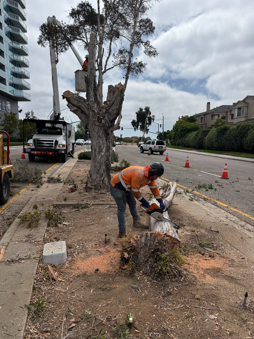 Higuera Tree Care - Pacific Beach - San Diego, CA