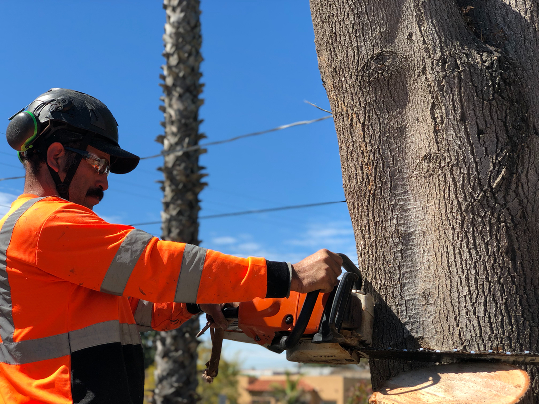 Higuera Tree Care - Pacific Beach - San Diego, CA