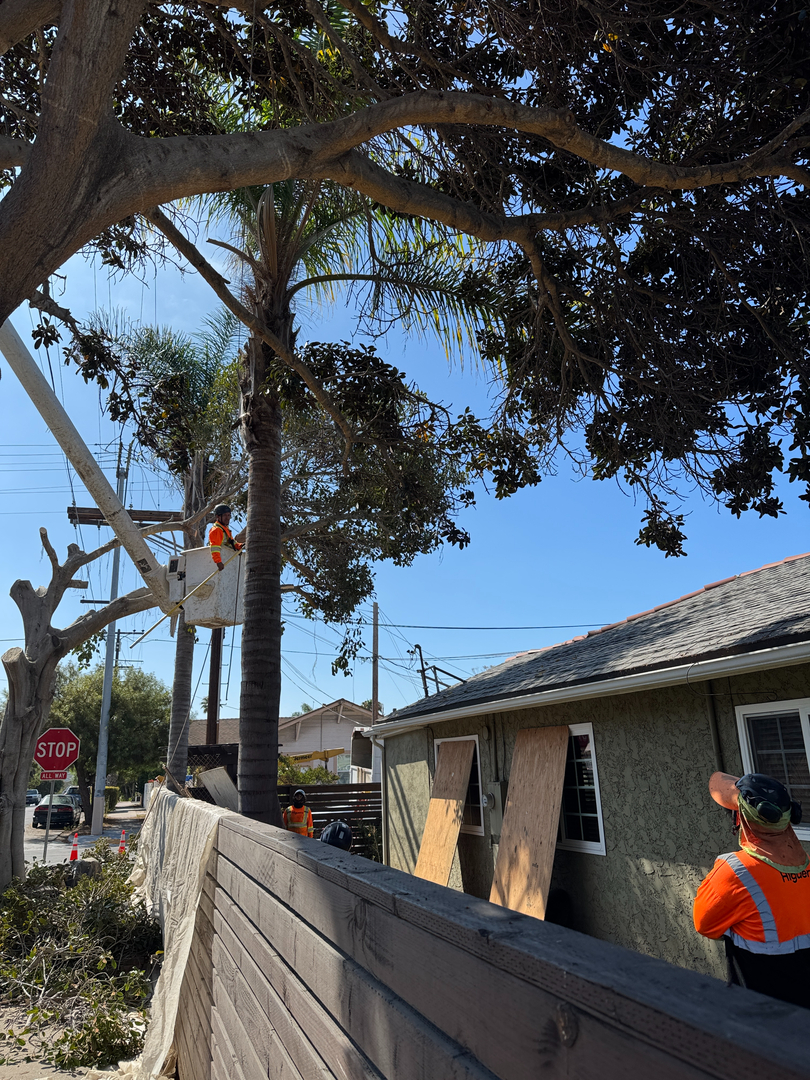 Higuera Tree Care - Pacific Beach - San Diego, CA