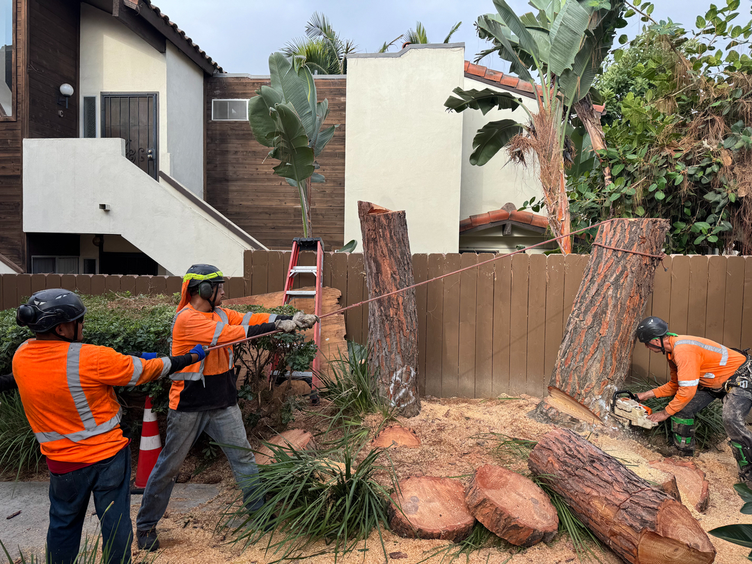 Higuera Tree Care - Pacific Beach - San Diego, CA