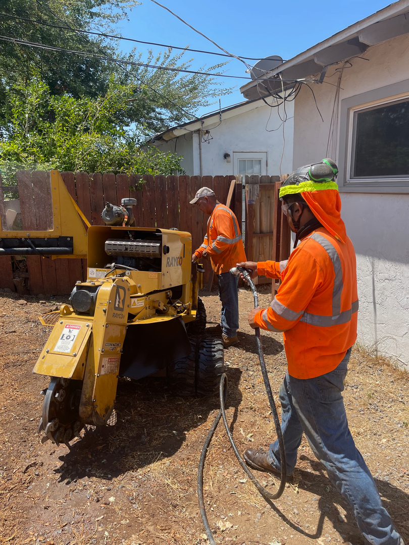 Higuera Tree Care - Pacific Beach - San Diego, CA