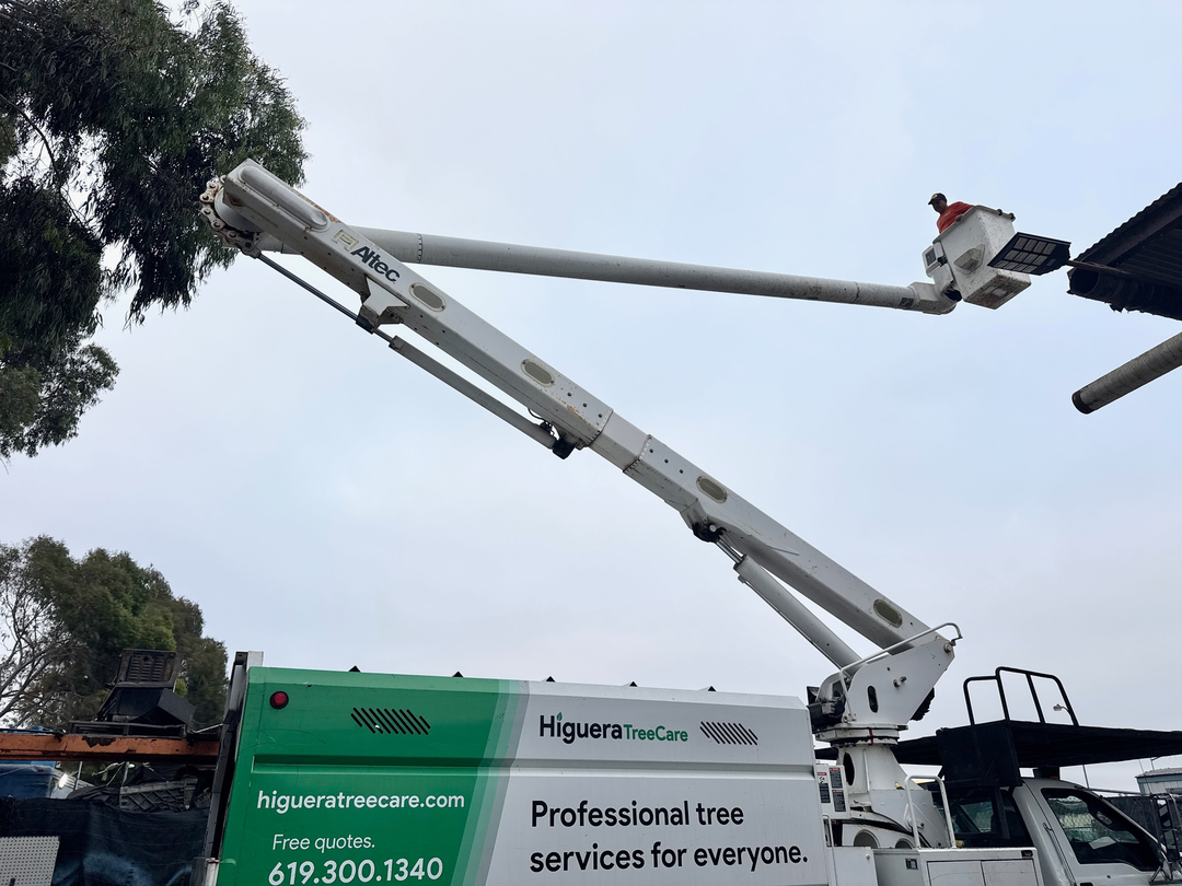 Higuera Tree Care - Pacific Beach - San Diego, CA