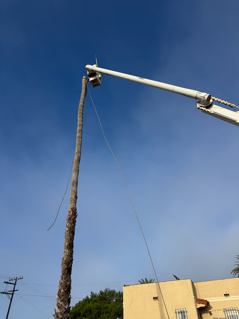 Higuera Tree Care - Pacific Beach - San Diego, CA