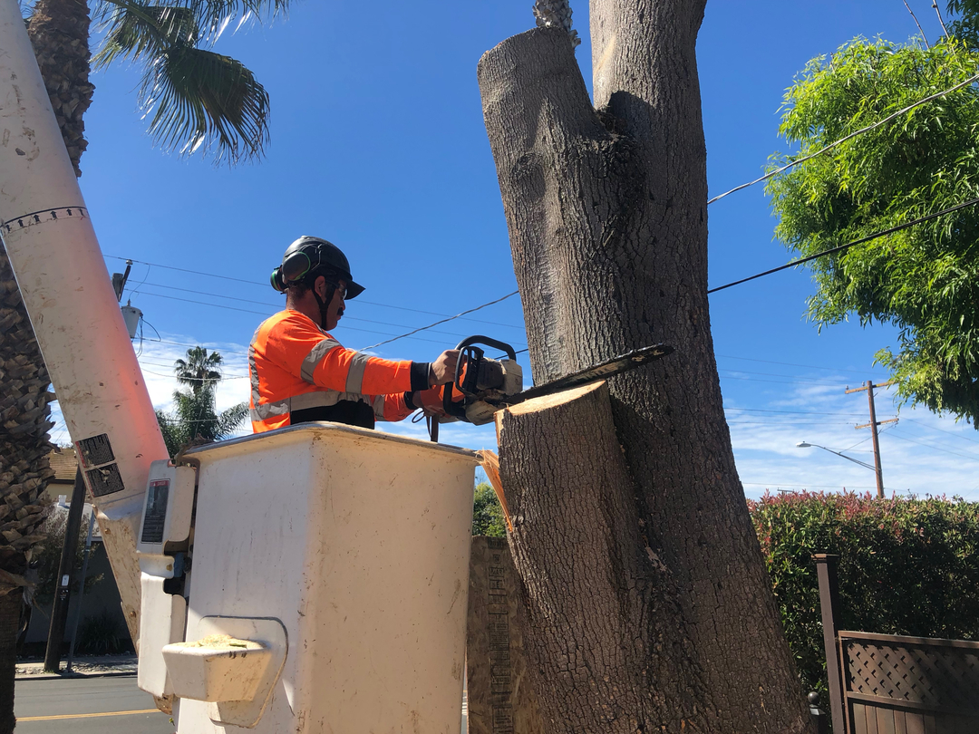 Higuera Tree Care - Pacific Beach - San Diego, CA