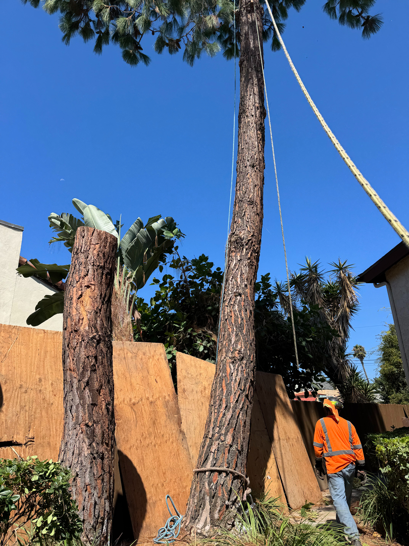 Higuera Tree Care - Pacific Beach - San Diego, CA