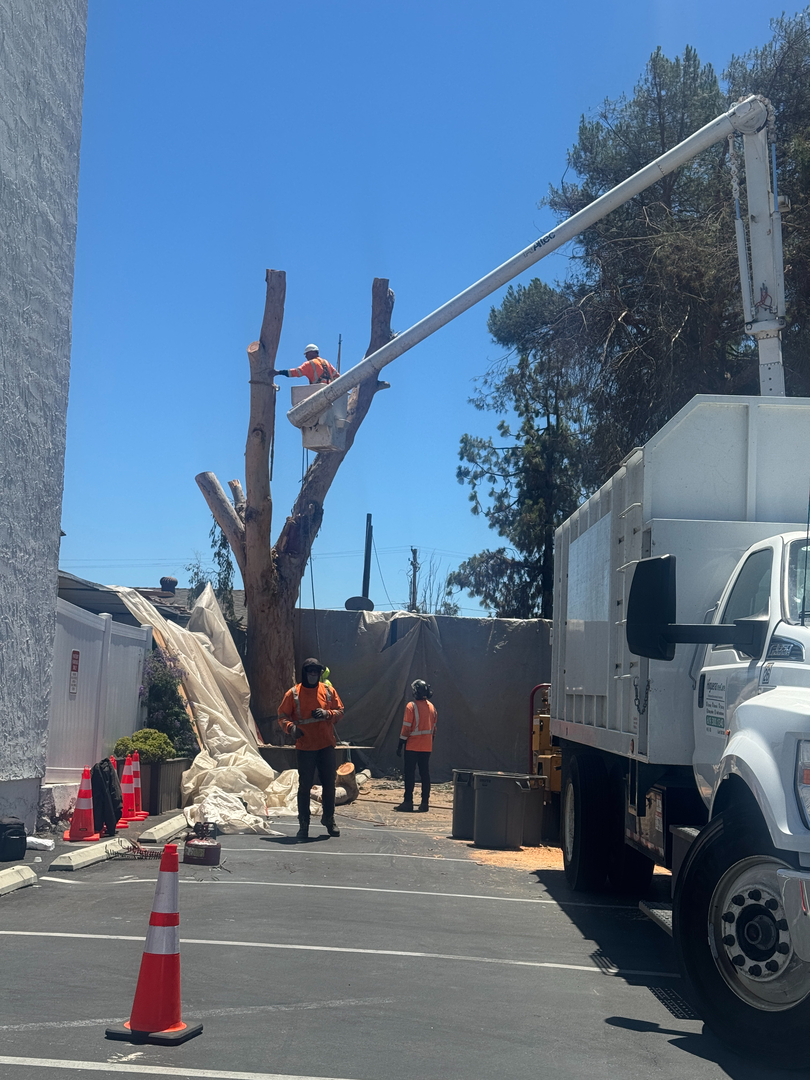 Higuera Tree Care - Pacific Beach - San Diego, CA