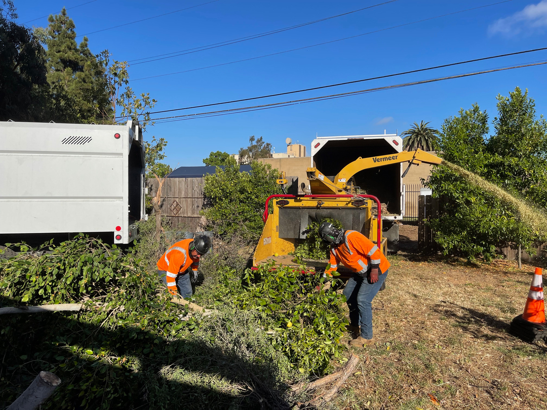 Higuera Tree Care - Pacific Beach - San Diego, CA