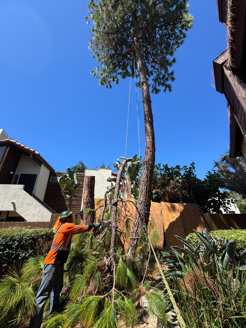 Higuera Tree Care - Pacific Beach - San Diego, CA