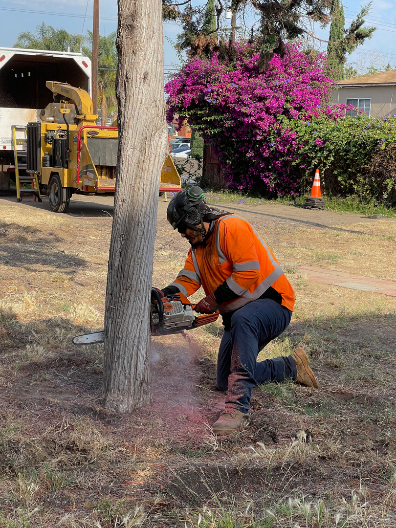 Higuera Tree Care - Pacific Beach - San Diego, CA