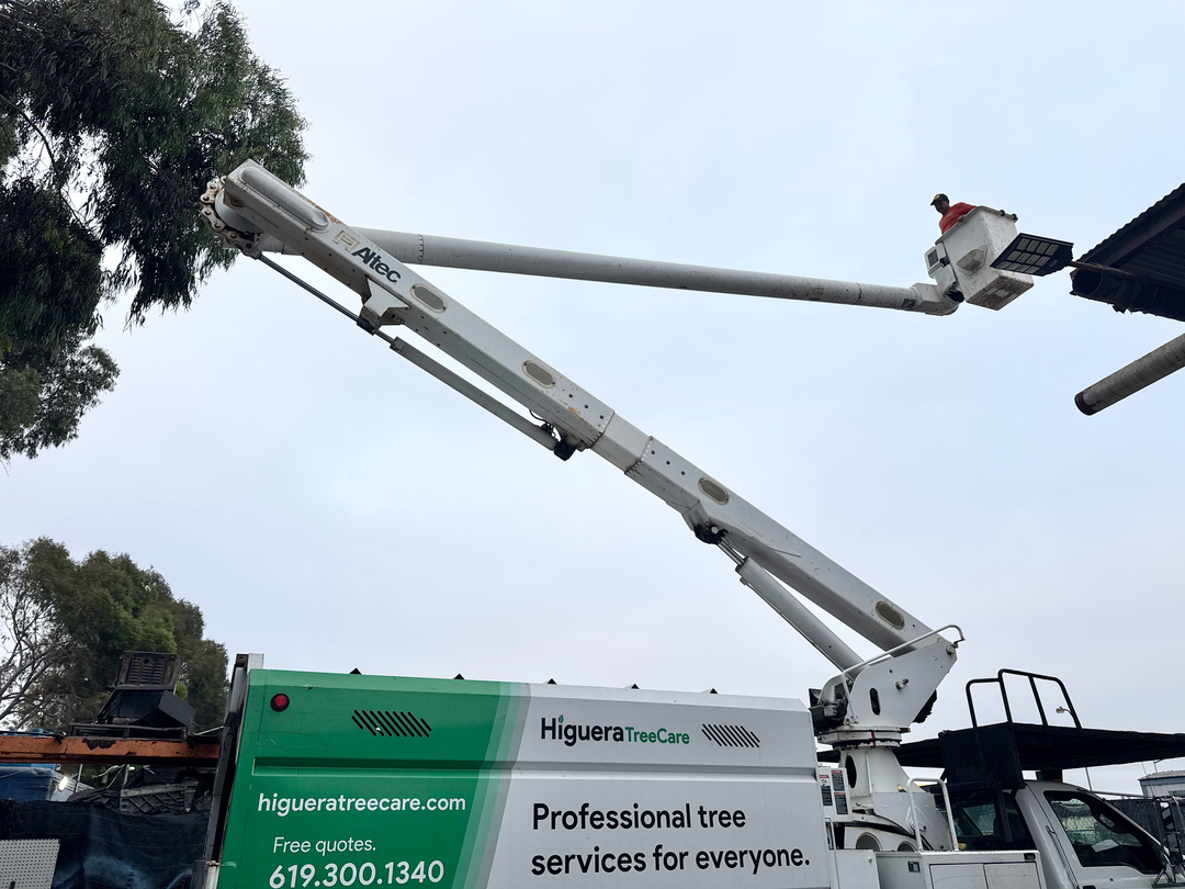 Higuera Tree Care - Pacific Beach - San Diego, CA