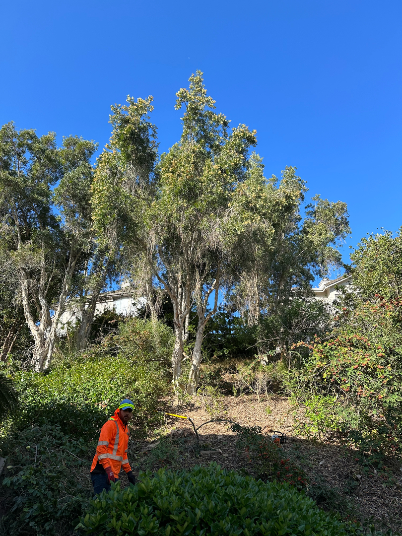Higuera Tree Care - Pacific Beach - San Diego, CA
