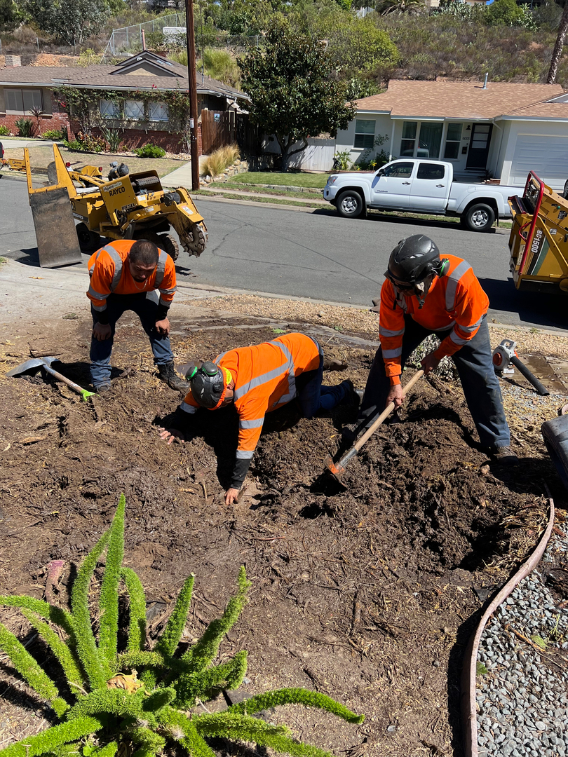 Higuera Tree Care - Pacific Beach - San Diego, CA