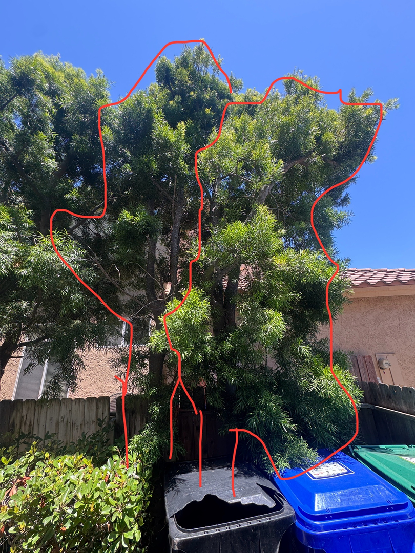 Higuera Tree Care - Pacific Beach - San Diego, CA