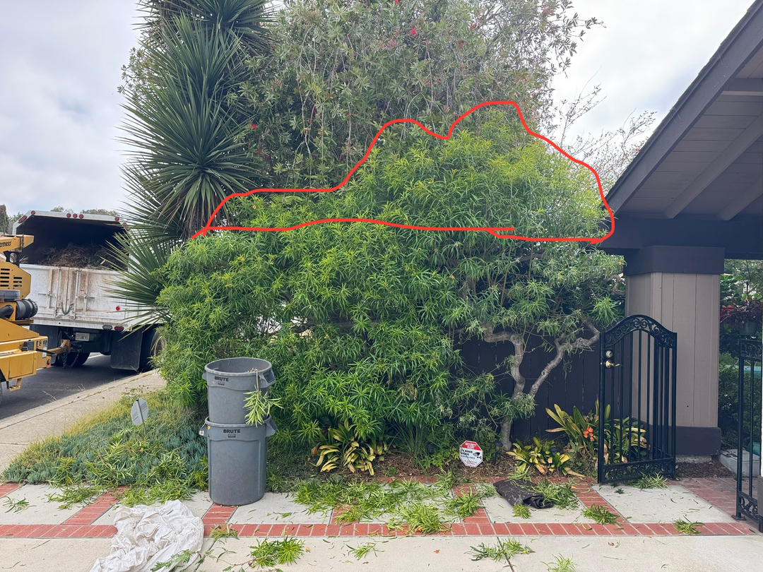 Higuera Tree Care - Pacific Beach - San Diego, CA