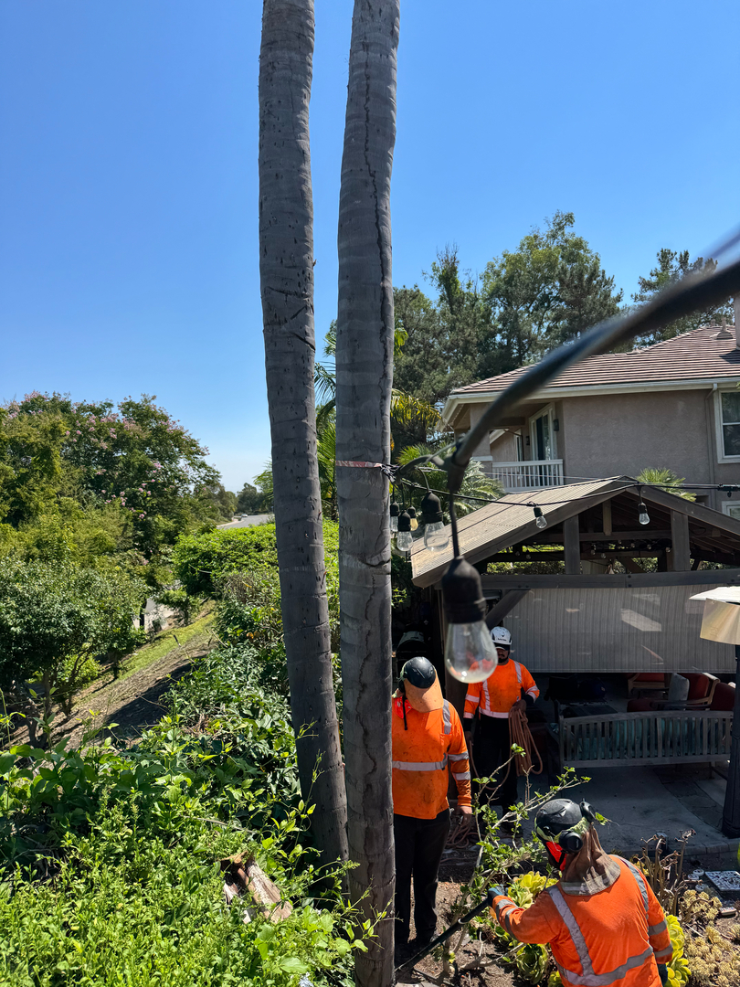 Higuera Tree Care - Pacific Beach - San Diego, CA
