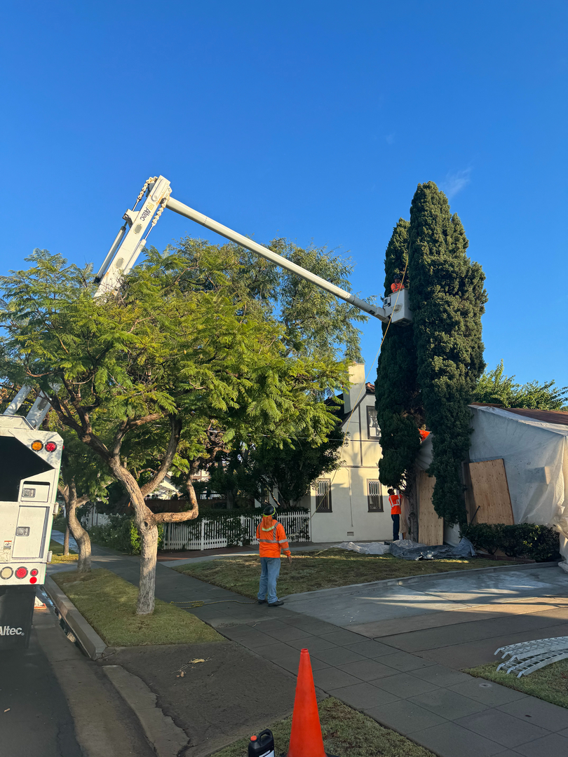 Higuera Tree Care - Pacific Beach - San Diego, CA