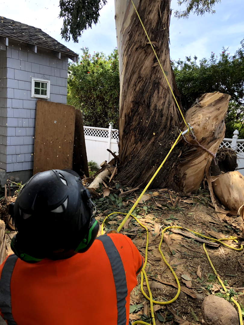 Higuera Tree Care - Pacific Beach - San Diego, CA
