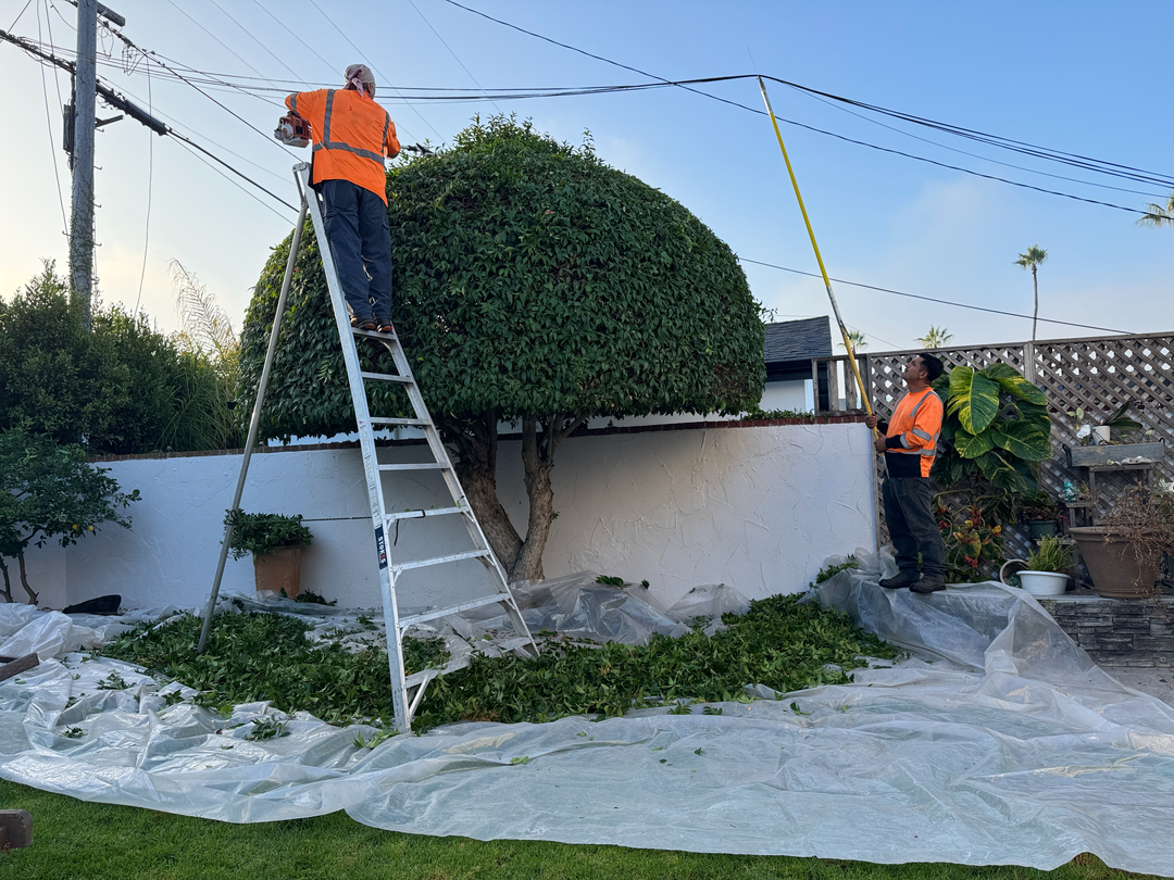 Higuera Tree Care - Pacific Beach - San Diego, CA