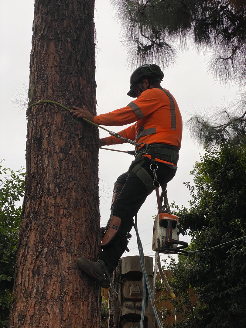 Higuera Tree Care - Pacific Beach - San Diego, CA