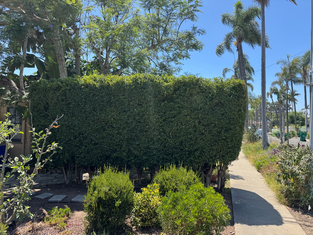 Higuera Tree Care - Pacific Beach - San Diego, CA