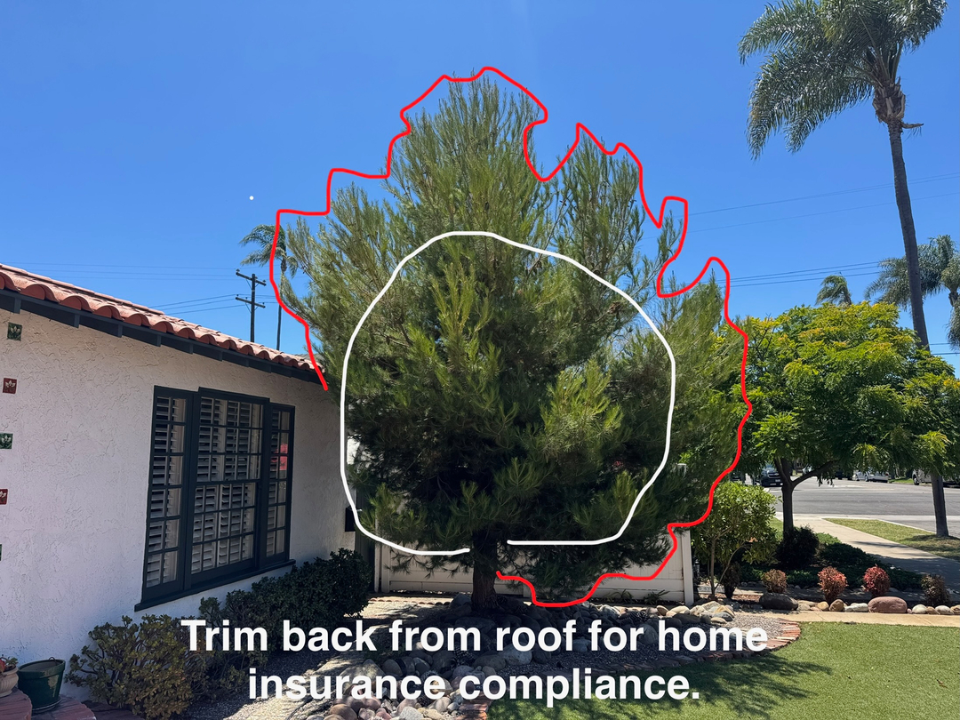 Higuera Tree Care - Pacific Beach - San Diego, CA